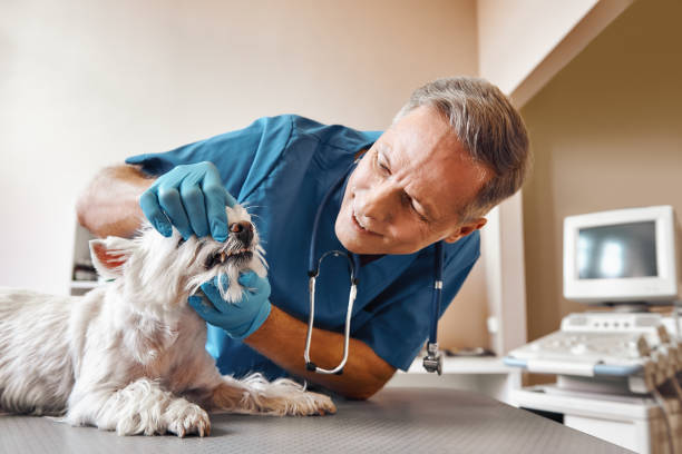 Best Emergency Denture Repair in Lemoore Station, CA